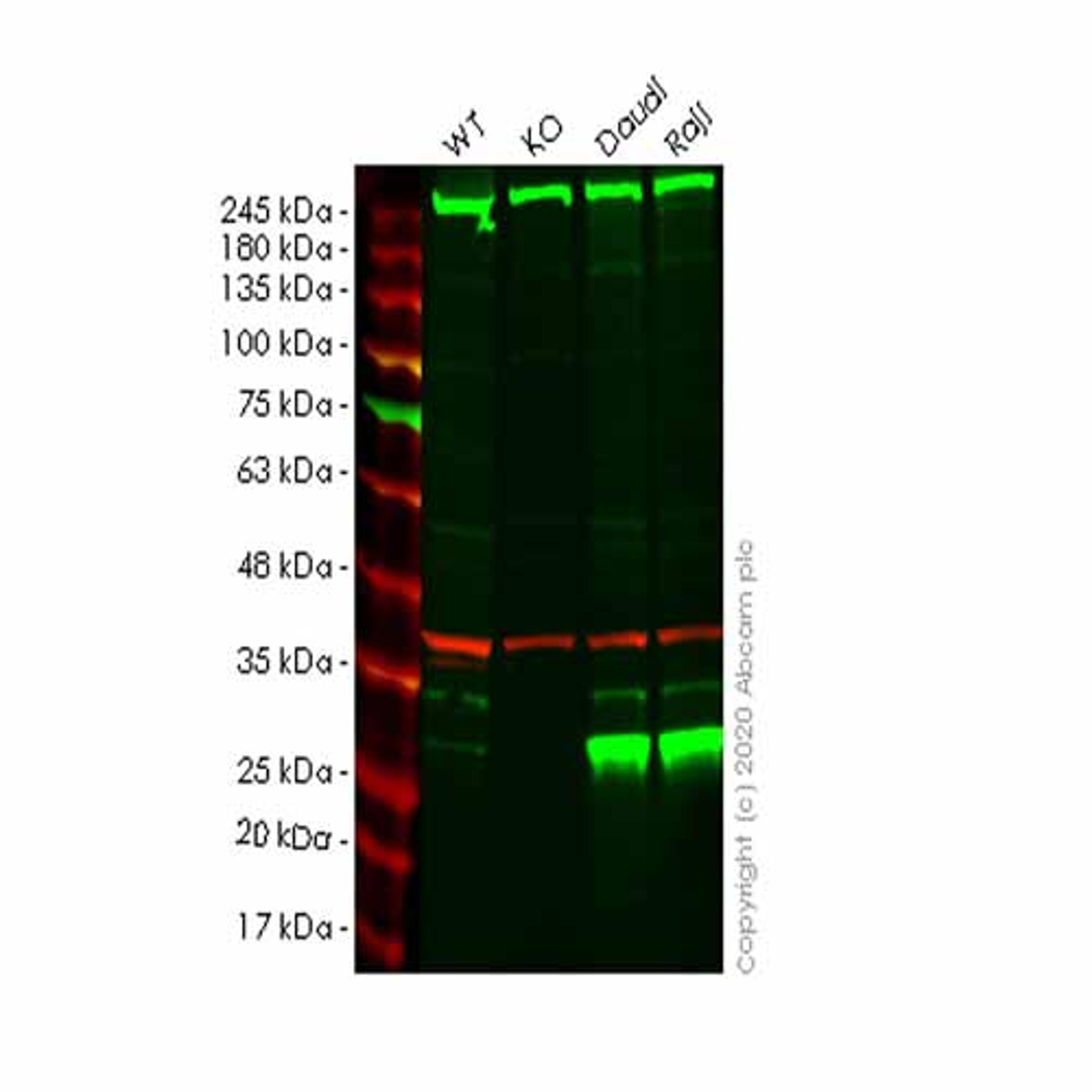 Human PSMB10 (MECL1) knockout HeLa cell line - Abcam plc - Life Sciences