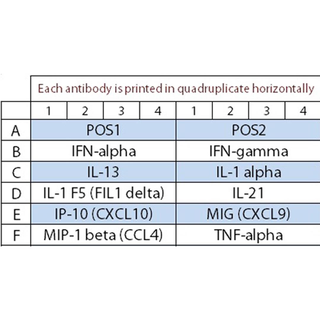 Bovine Cytokine Array Q1 - RayBiotech Inc. - Life Sciences
