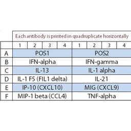 Bovine Cytokine Array Q1 - RayBiotech Inc. - Life Sciences
