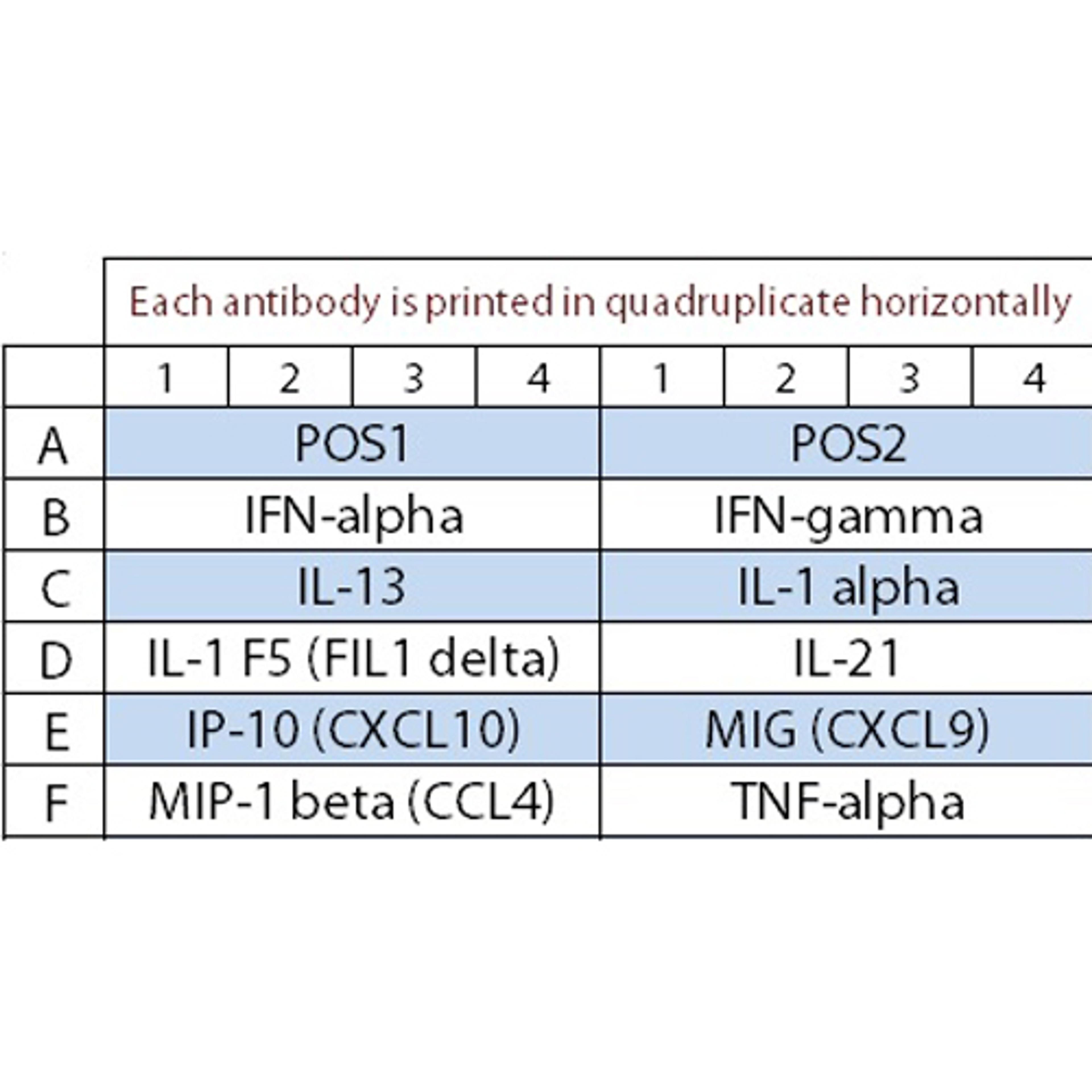 Bovine Cytokine Array Q1 - RayBiotech Inc. - Life Sciences
