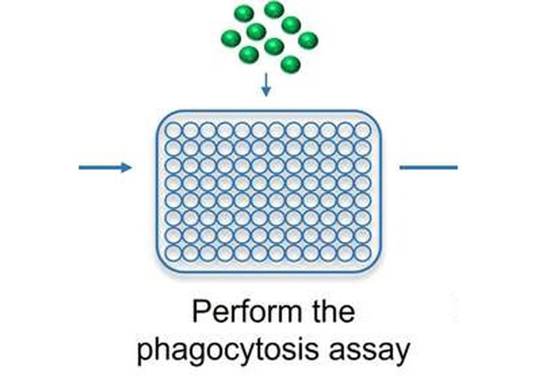 Microglia Phagocytosis Assay Service
