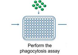 Microglia Phagocytosis Assay Service
