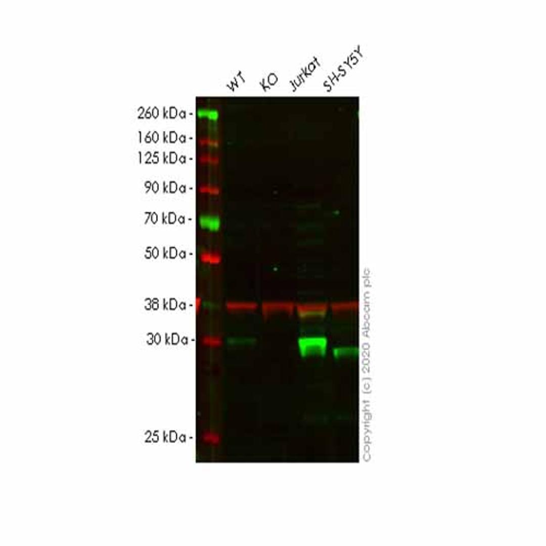 Human CUTC knockout HeLa cell line - Abcam plc - Life Sciences