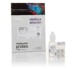 Invitrogen™ LIVE/DEAD™ BacLight™ Bacterial Viability Kit - Thermo Fisher Scientific - Life Sciences