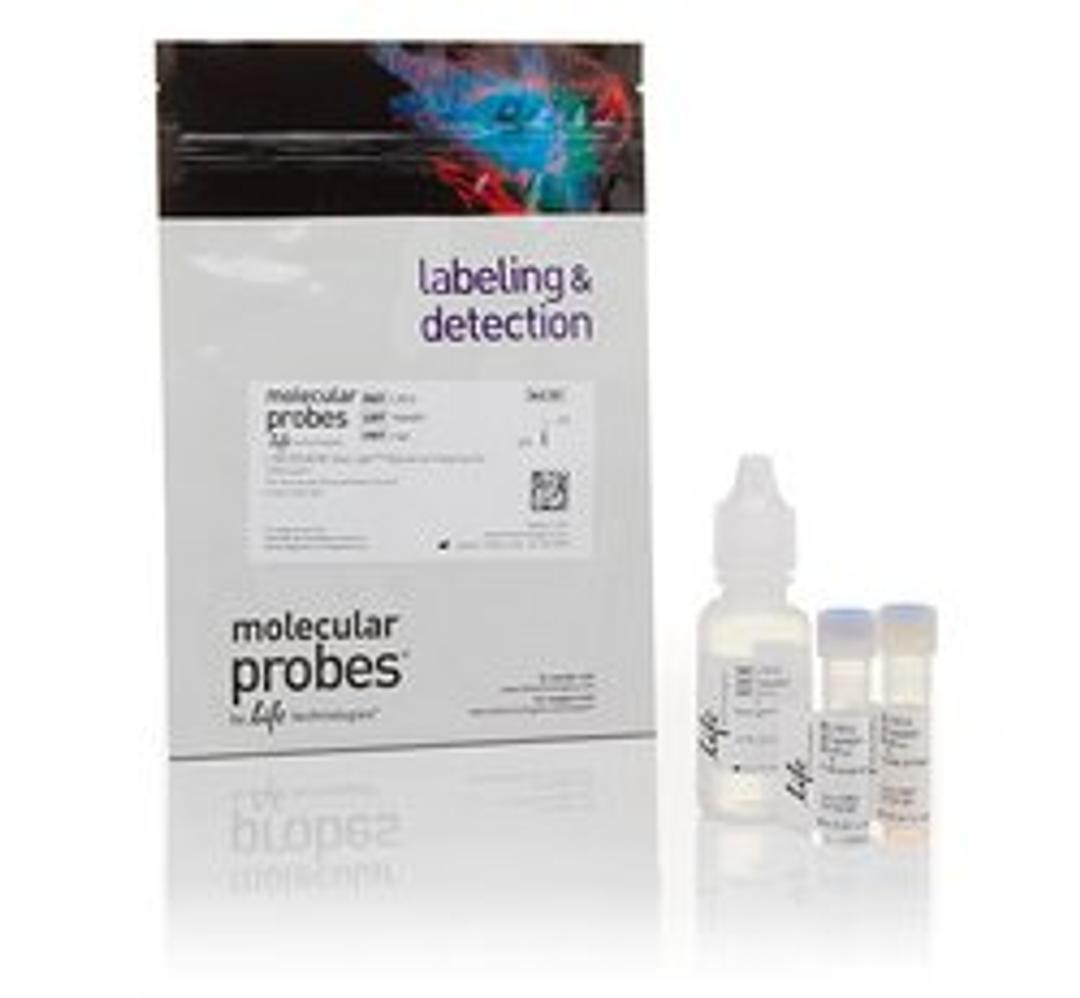 Invitrogen™ LIVE/DEAD™ BacLight™ Bacterial Viability Kit - Thermo Fisher Scientific - Life Sciences