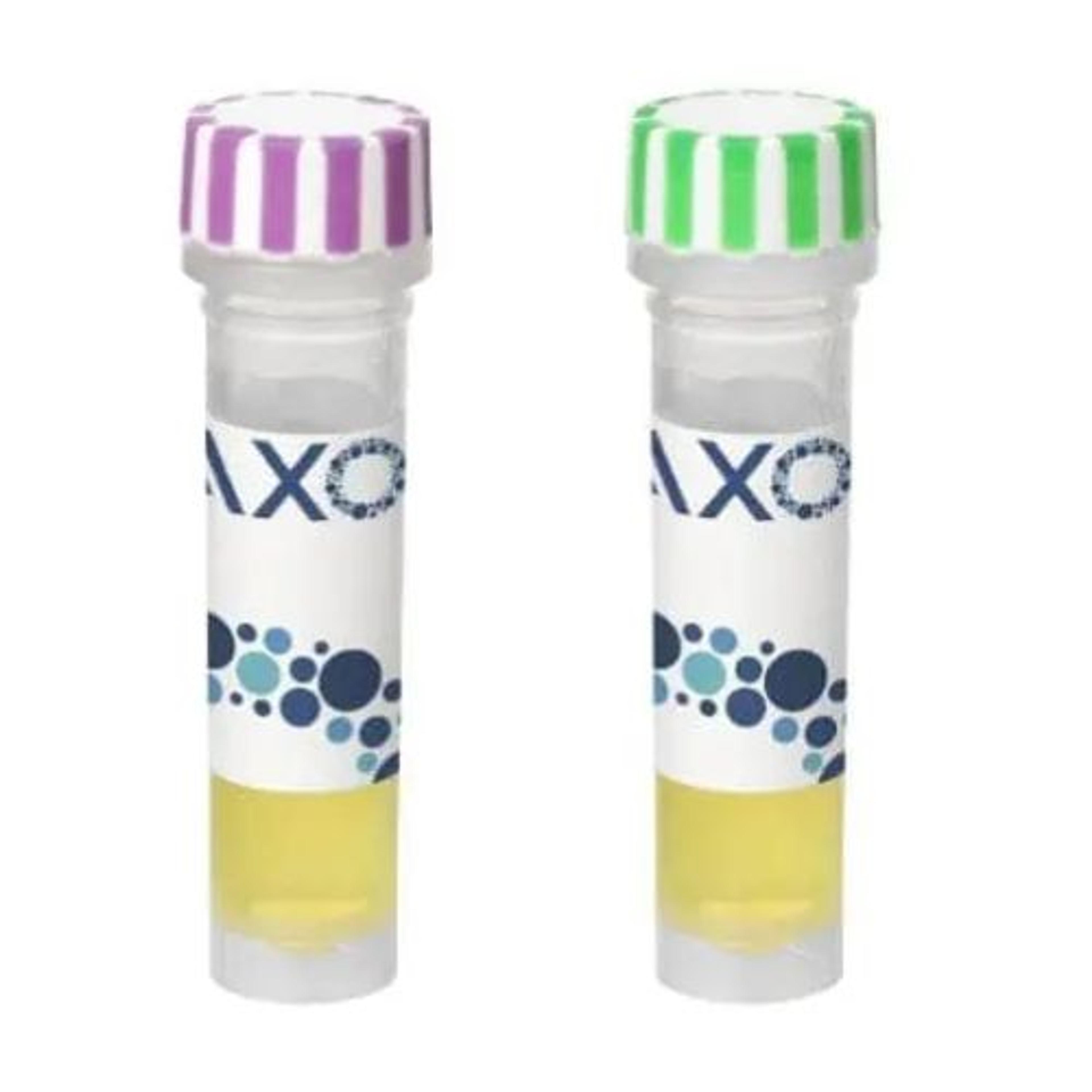 axoCells™ Human iPSC-Derived Cortical Neuron NeurOne Supplement (2 x 1ml) - Axol Bioscience - Life Sciences