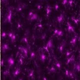 Anti-Iba1 - Alpha Laboratories Ltd - Life Sciences