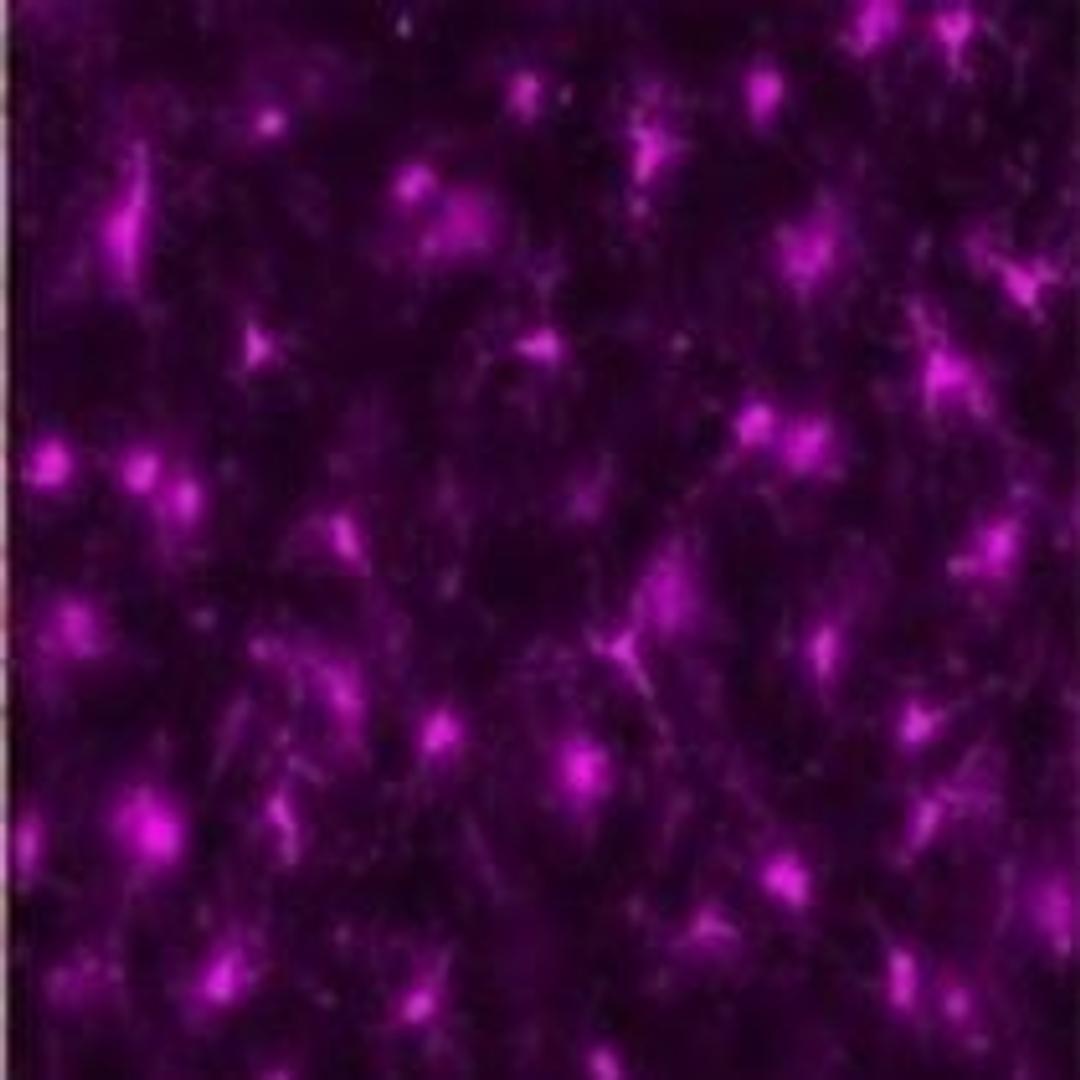 Anti-Iba1 - Alpha Laboratories Ltd - Life Sciences