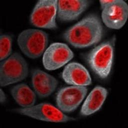 HeLa Kyoto EGFP-alpha-tubulin/H2B-mCherry - Cell Lines Service GmbH - Life Sciences