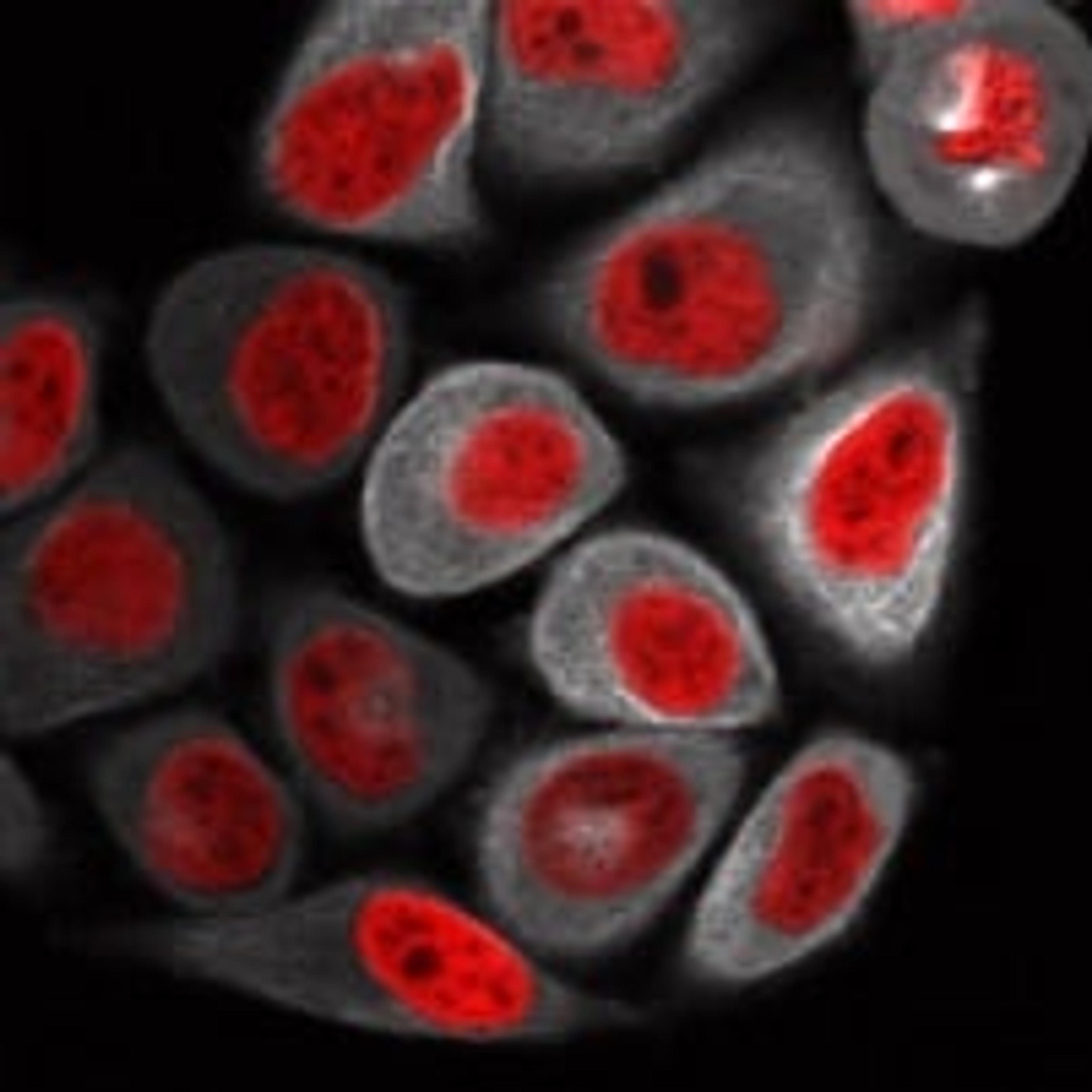 HeLa Kyoto EGFP-alpha-tubulin/H2B-mCherry - Cell Lines Service GmbH - Life Sciences