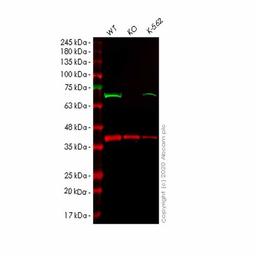Human EIF2AK2 (PKR) knockout A549 cell line - Abcam plc - Life Sciences