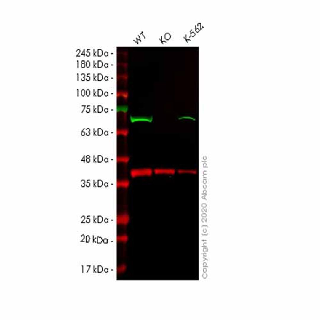 Human EIF2AK2 (PKR) knockout A549 cell line - Abcam plc - Life Sciences