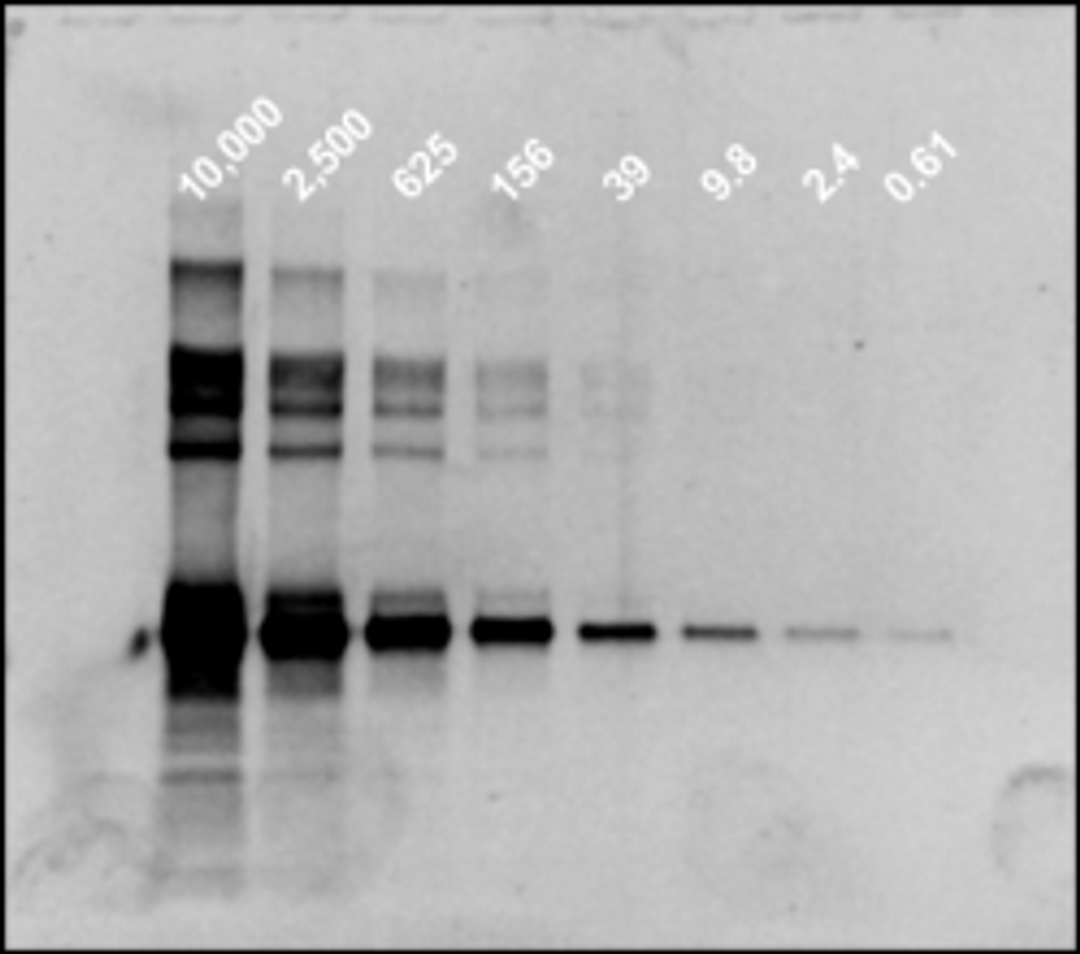 Western Blot Kit - Hitachi Software Engineering Europe S.A. - Life Sciences
