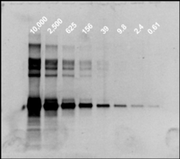 Western Blot Kit - Hitachi Software Engineering Europe S.A. - Life Sciences