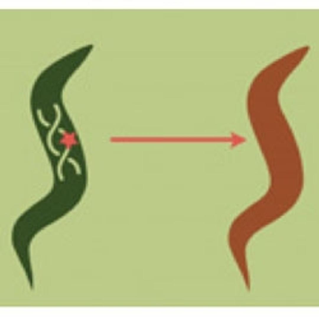 Custom C. elegans Transgenics - InVivo Biosystems - Life Sciences