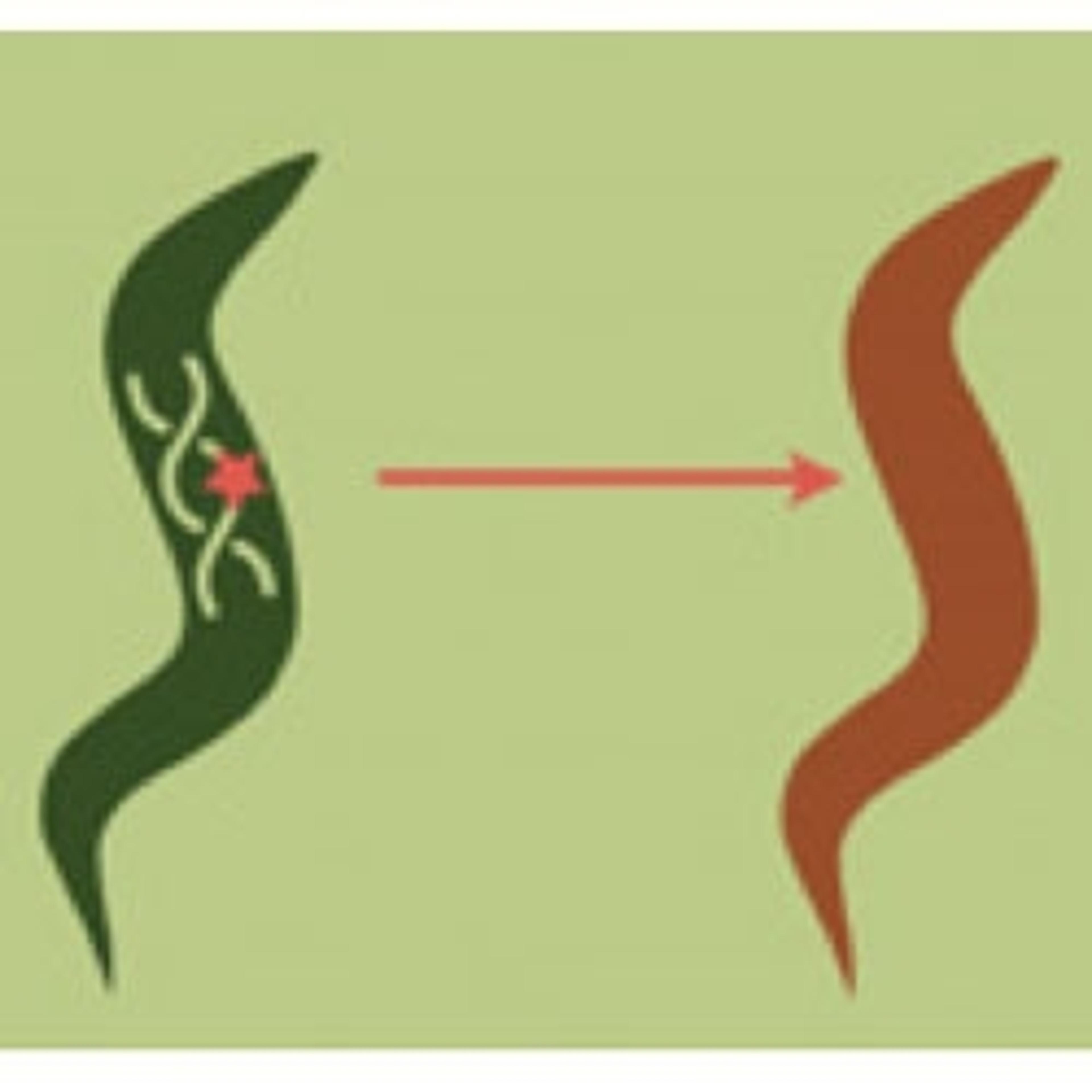 Custom C. elegans Transgenics - InVivo Biosystems - Life Sciences