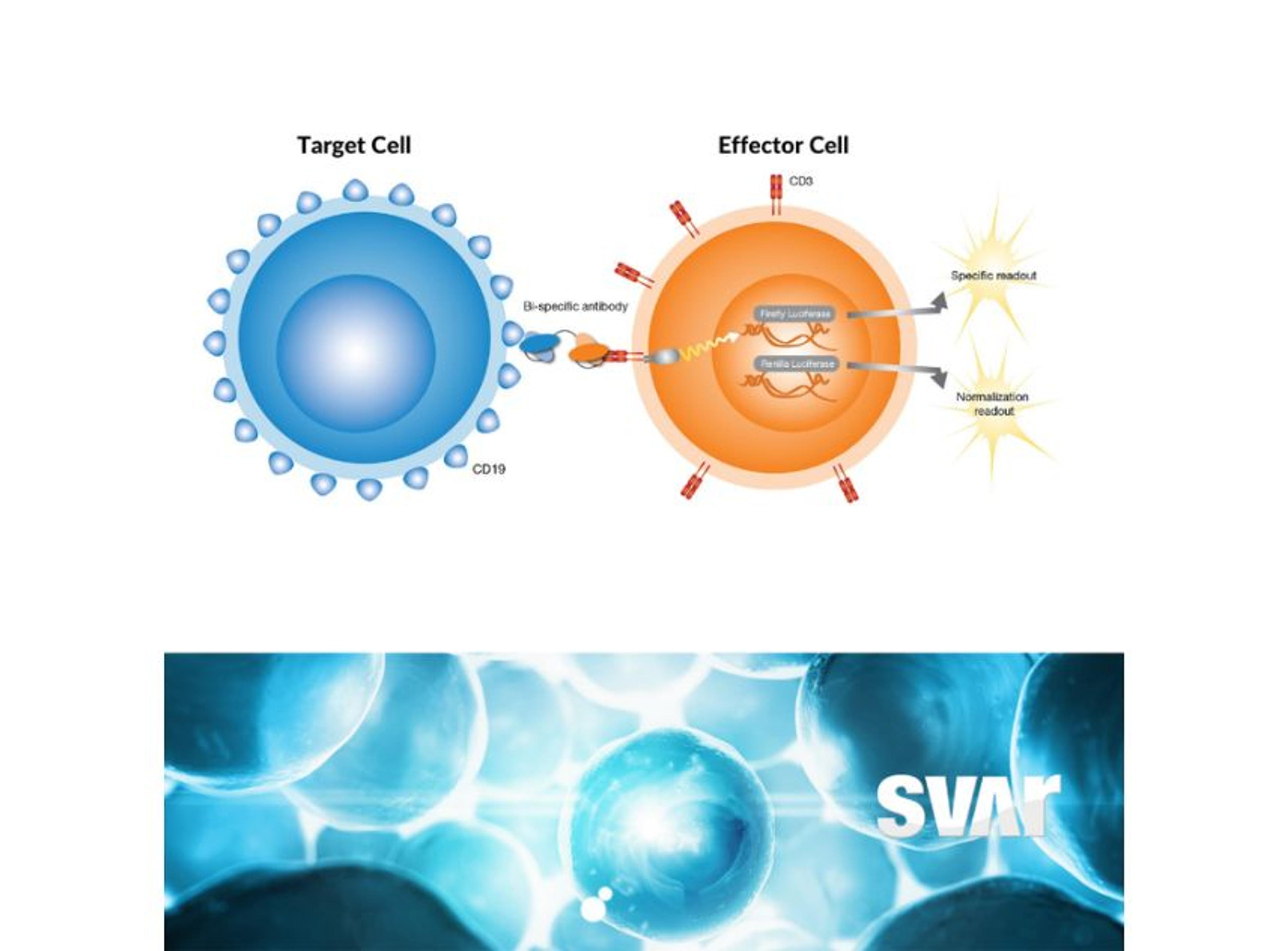 iLite® CD3 effector cell/ T-Cell activation Bioassays - Svar Life Science AB - Life Sciences