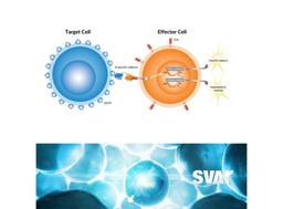 iLite® CD3 effector cell/ T-Cell activation Bioassays - Svar Life Science AB - Life Sciences