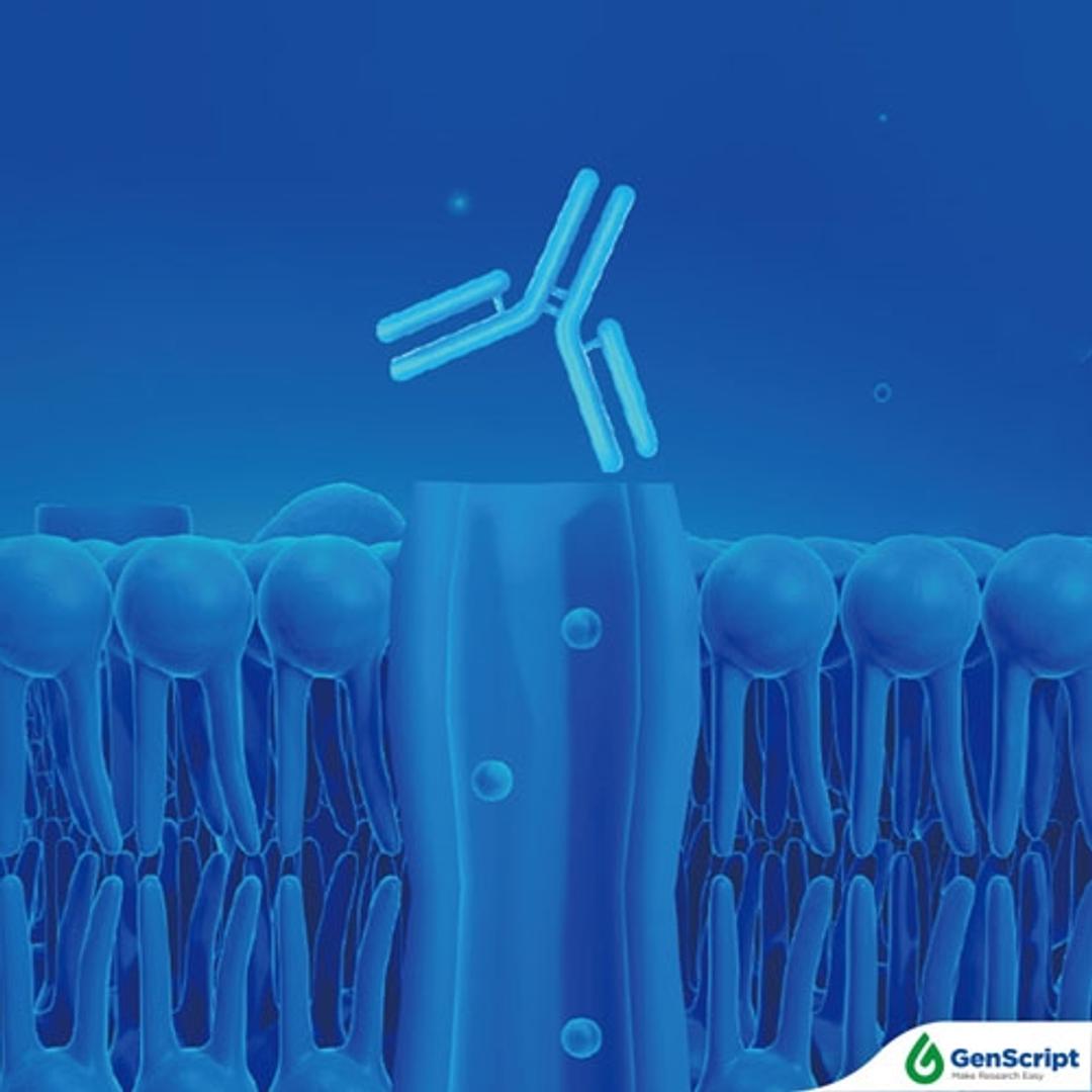 Membrane protein antibody discovery service - GenScript - Life Sciences