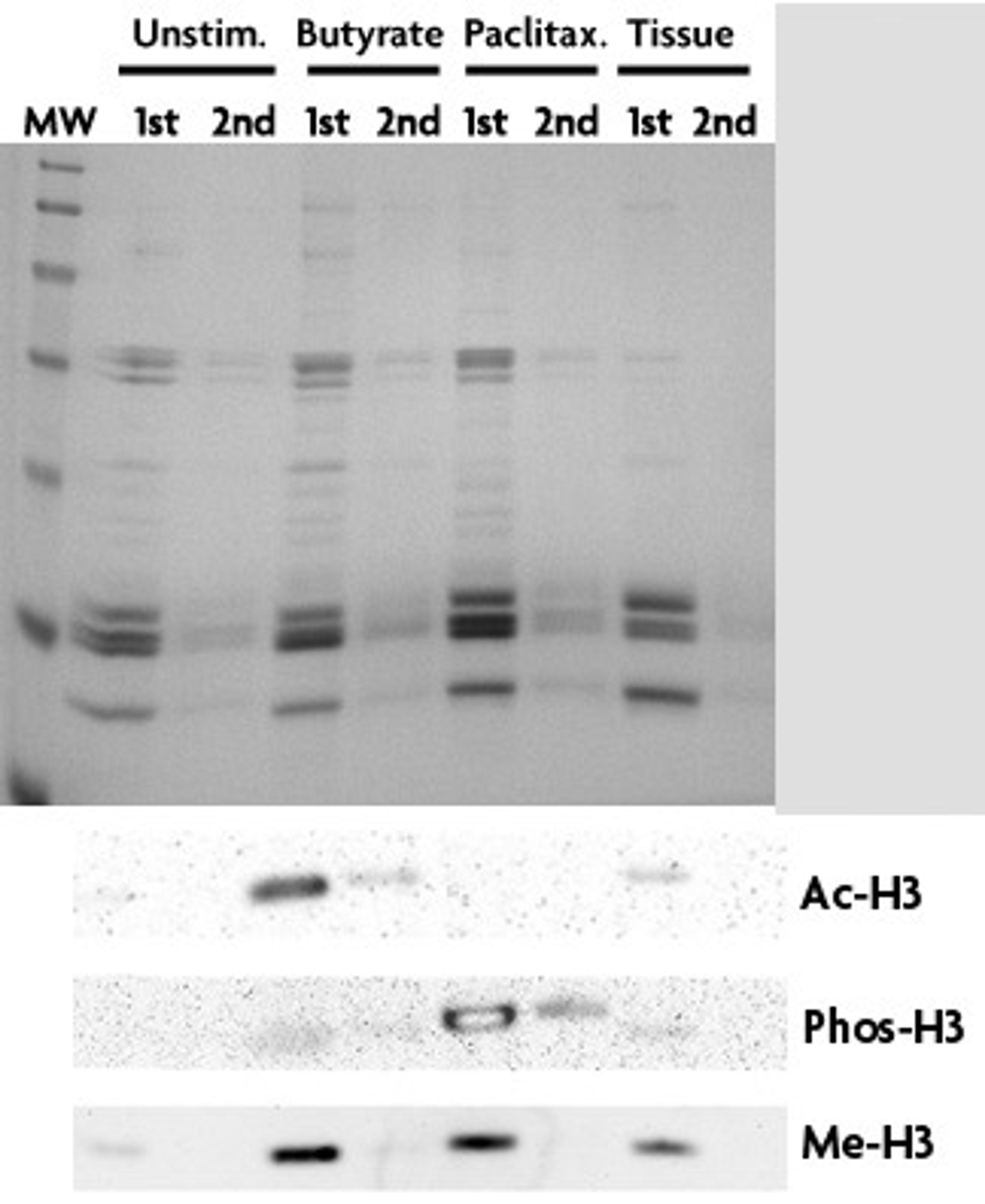 Histone Purification Mini Kit - Active Motif - Life Sciences