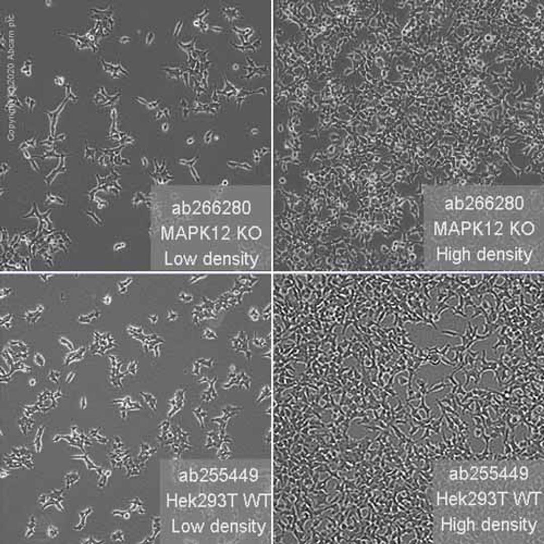 Human MAPK12 knockout HEK293T cell line - Abcam plc - Life Sciences