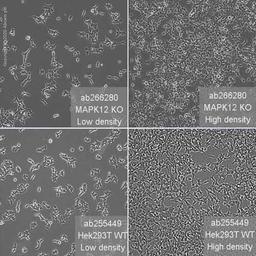 Human MAPK12 knockout HEK293T cell line - Abcam plc - Life Sciences
