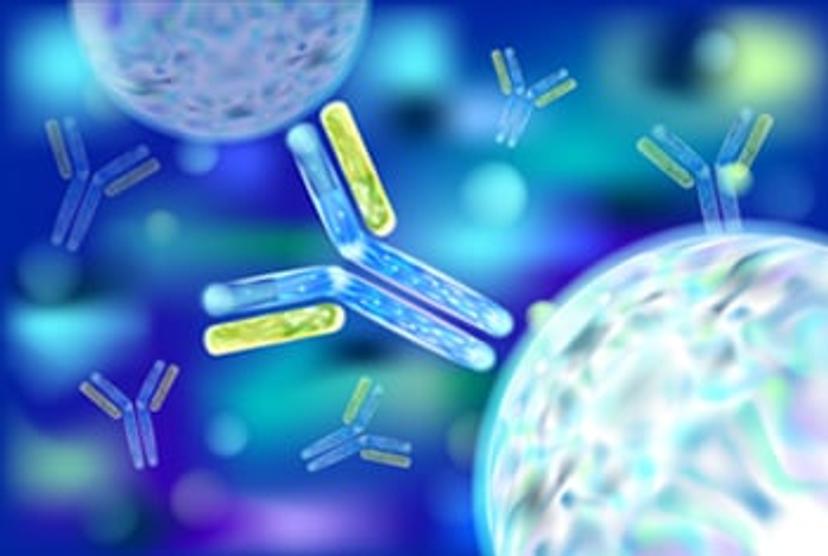 An illustration to show free light chain antibodies (highlighted in yellow)