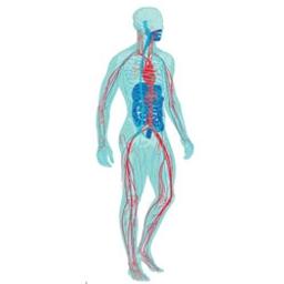 PromoCell Human Primary Cells - Merck - Life Sciences
