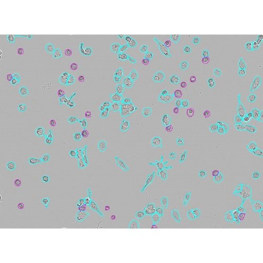 Incucyte® Advanced Label-Free Classification Analysis Software Module - Sartorius Group - Life Sciences