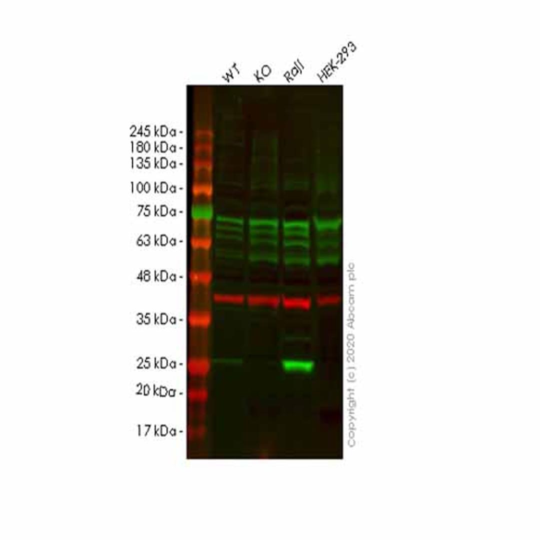 Human PSMB8 (Proteasome 20S LMP7) knockout A549 cell line - Abcam plc - Life Sciences
