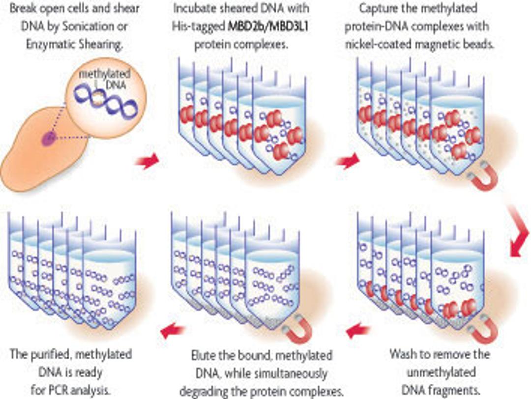 MethylCollector™ Ultra - Active Motif - Life Sciences