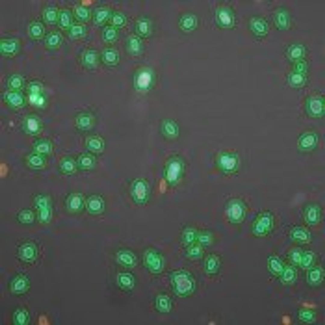 Molecular Translocation V2 Image Analysis BioApplication for Kinase and transcription factor activation - null - Lab Informatics