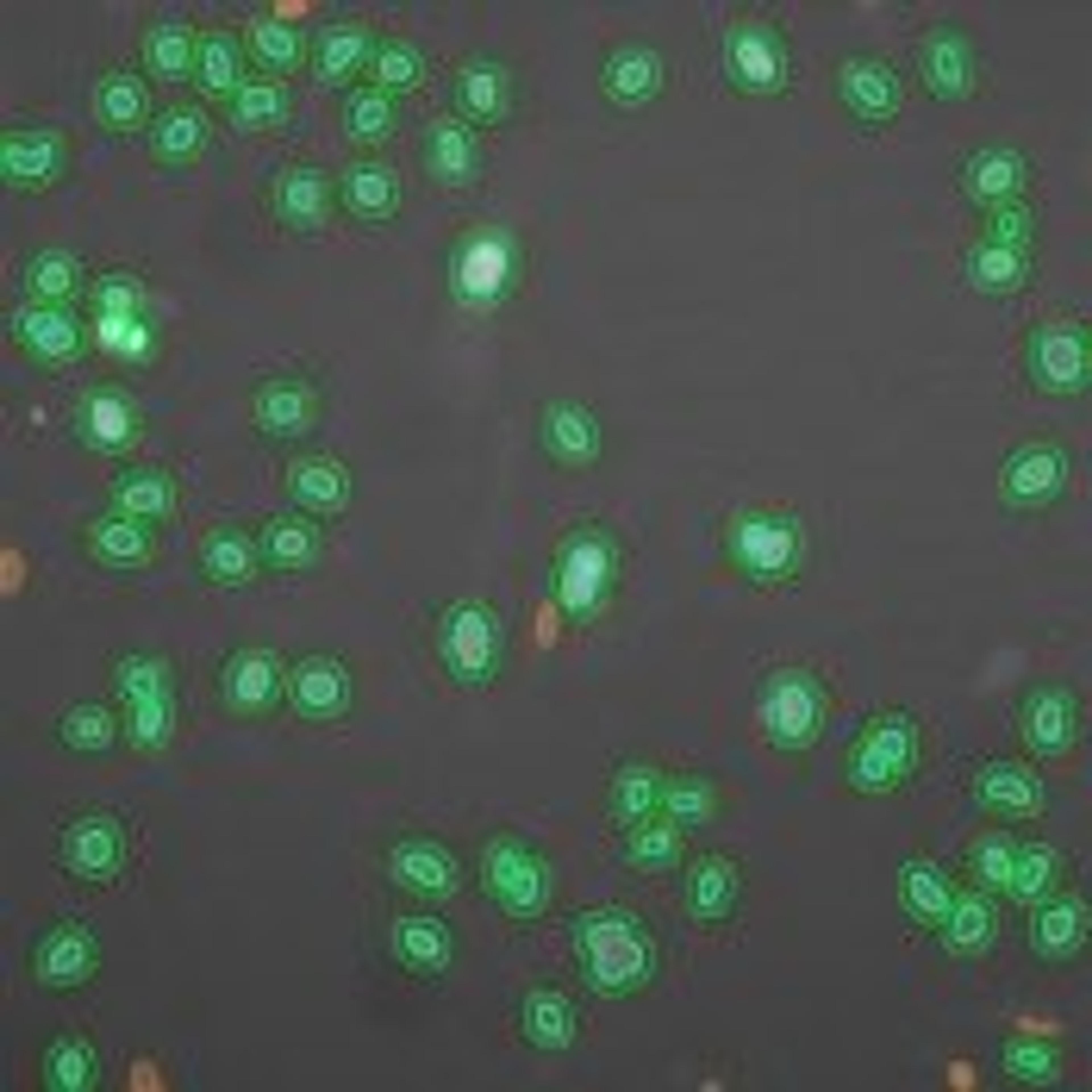 Molecular Translocation V2 Image Analysis BioApplication for Kinase and transcription factor activation - null - Lab Informatics