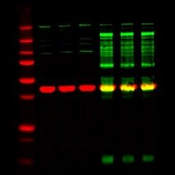IRDye Secondary Antibodies - LICORbio - Life Sciences