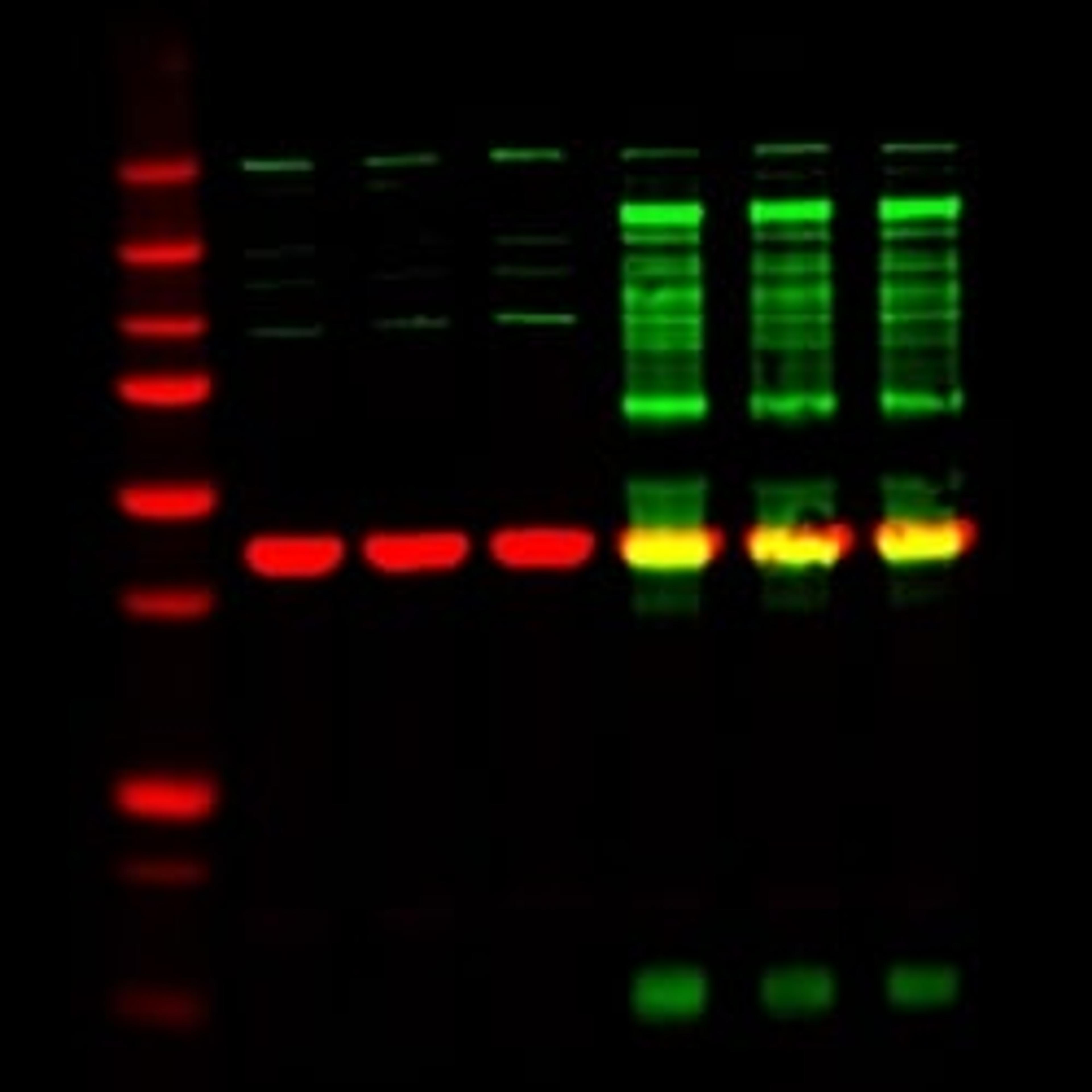 IRDye Secondary Antibodies - LICORbio - Life Sciences