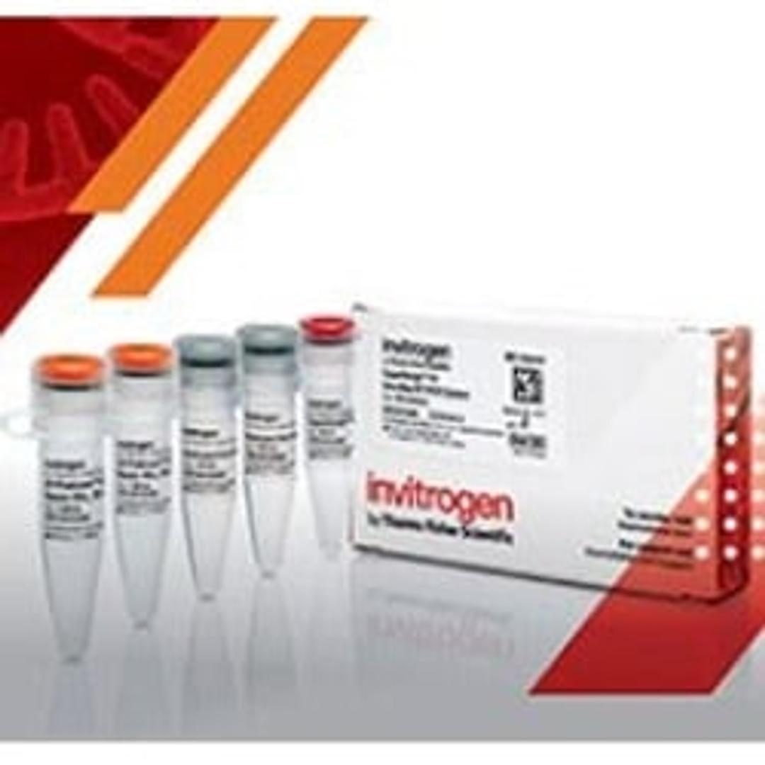SuperScript IV One-Step RT-PCR System - Invitrogen Limited - Life Sciences