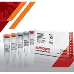 SuperScript IV One-Step RT-PCR System - Invitrogen Limited - Life Sciences