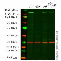 Human ROCK2 knockout HeLa cell line - Abcam plc - Life Sciences