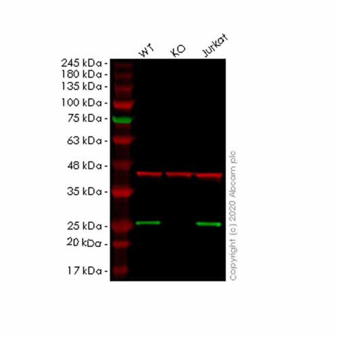 Human NDUFB9 knockout HeLa cell line - Abcam plc - Life Sciences