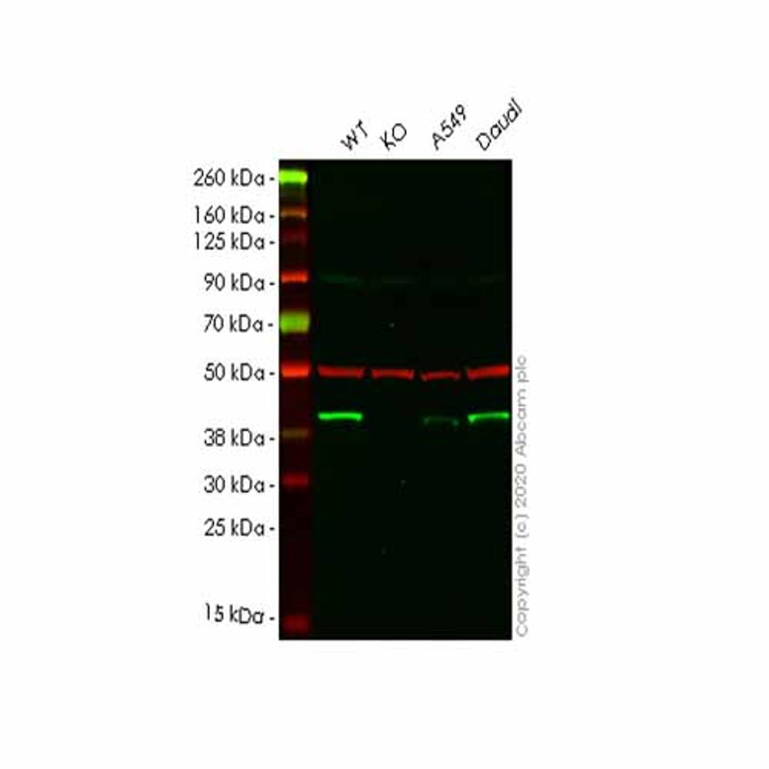 Human DNAJB1 (Hsp40) knockout HEK293T cell line - Abcam plc - Life Sciences