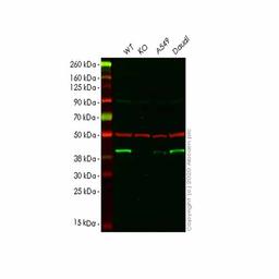 Human DNAJB1 (Hsp40) knockout HEK293T cell line - Abcam plc - Life Sciences