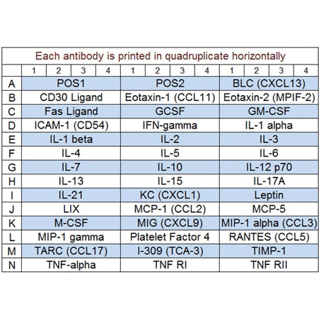 Mouse Inflammation Array Q1 - RayBiotech Inc. - Life Sciences