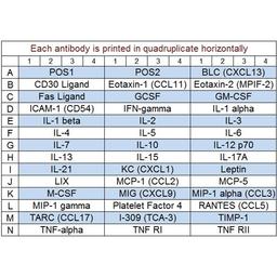 Mouse Inflammation Array Q1 - RayBiotech Inc. - Life Sciences