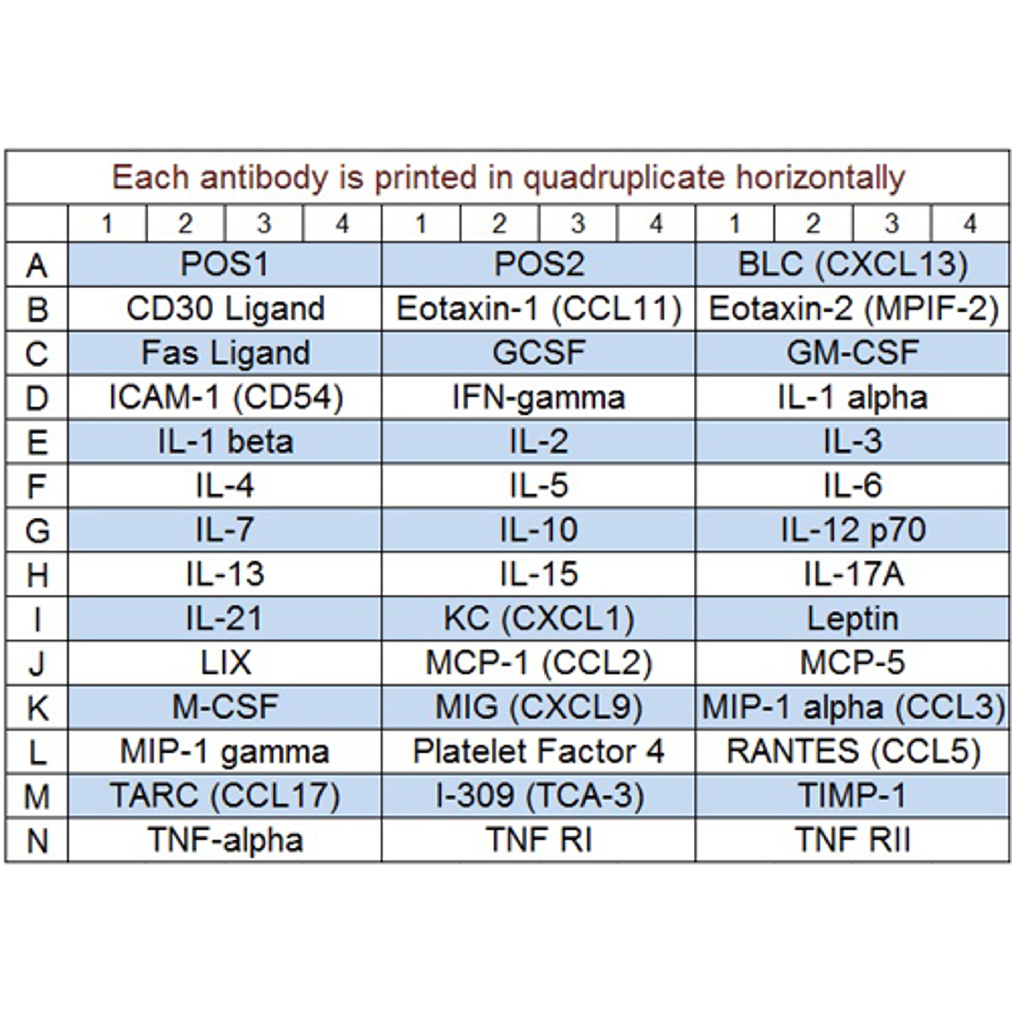Mouse Inflammation Array Q1 - RayBiotech Inc. - Life Sciences