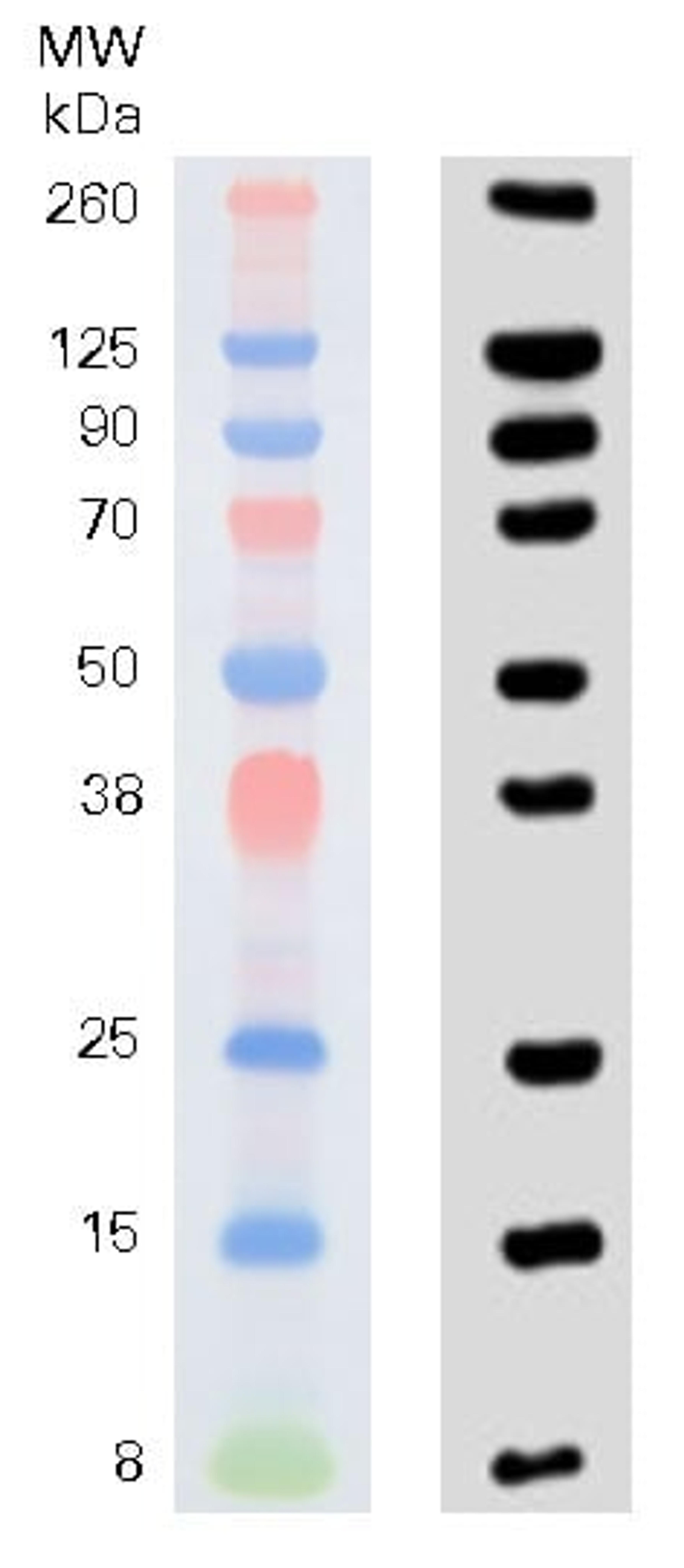 Chameleon Vue Pre-stained Protein Ladder - LICORbio - Life Sciences