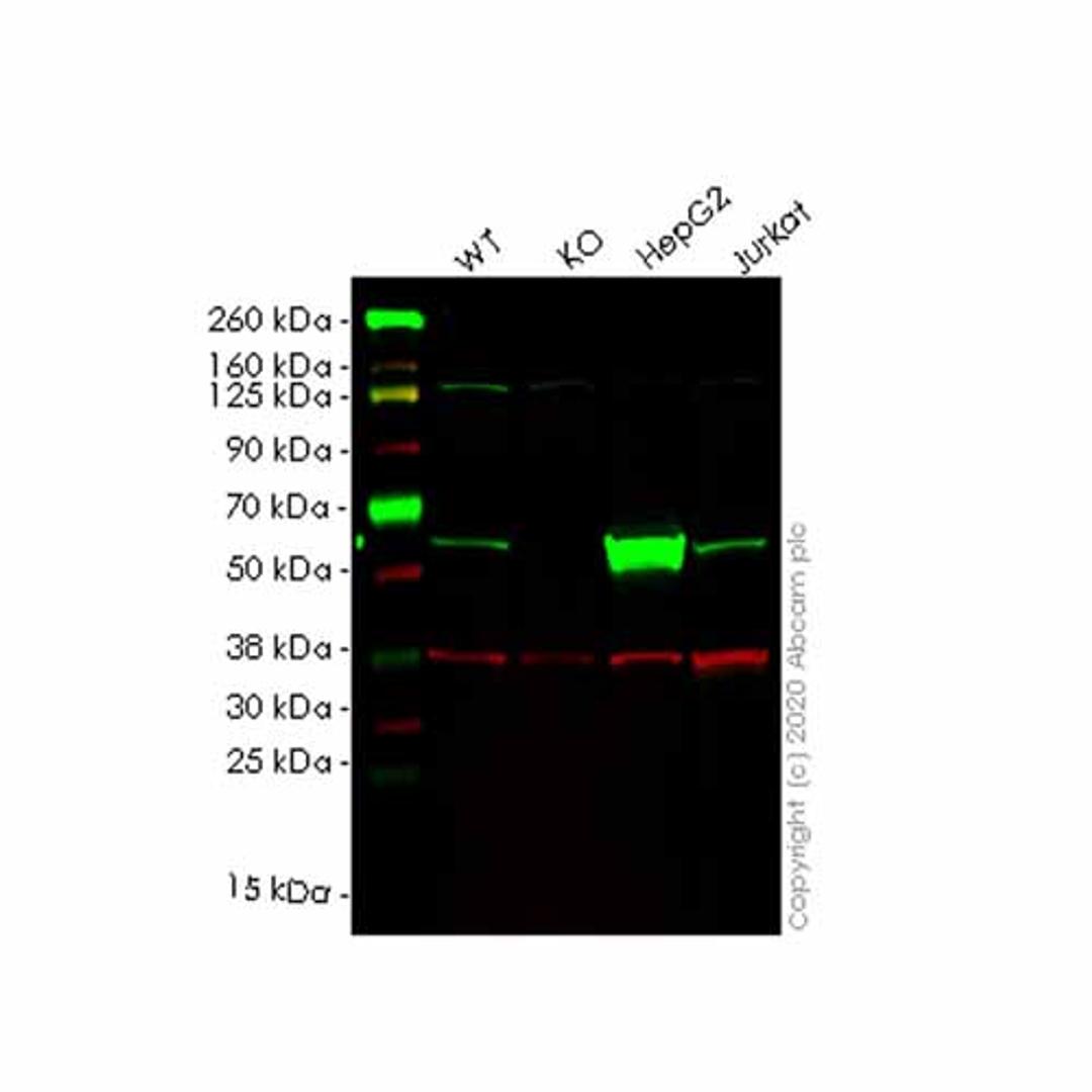 Human GK (Glycerol kinase) knockout HEK293T cell line - Abcam plc - Life Sciences