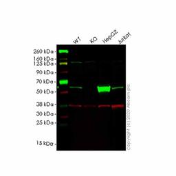 Human GK (Glycerol kinase) knockout HEK293T cell line - Abcam plc - Life Sciences