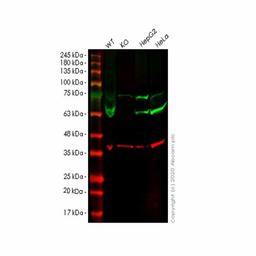 Human GPI (AMF) knockout HEK293T cell line - Abcam plc - Life Sciences