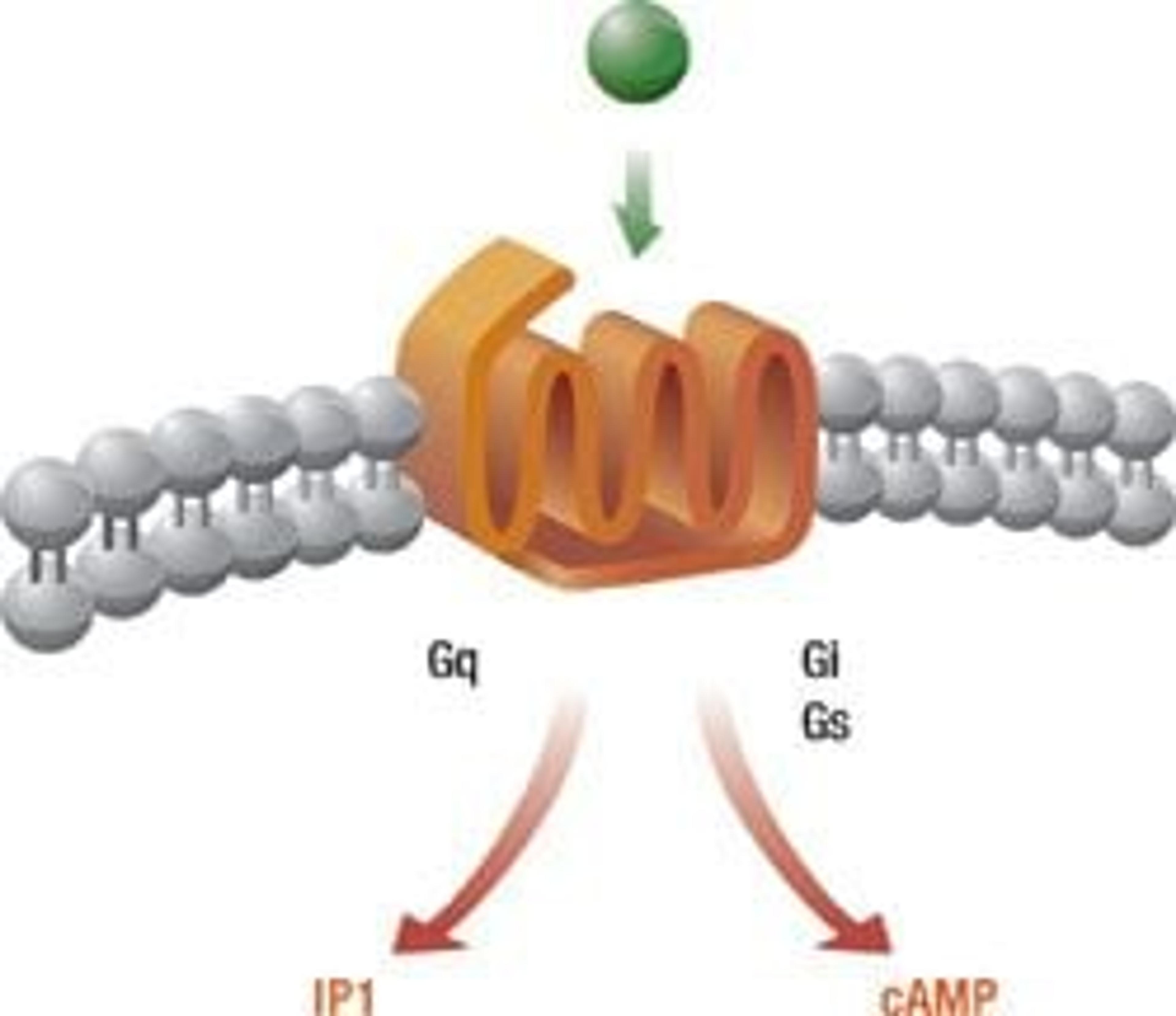 cAMP assay kits - Cisbio Bioassays - Drug discovery > Lead Discovery