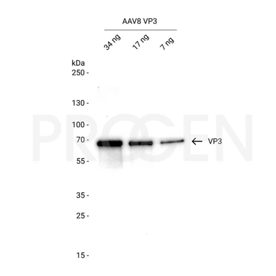 AAV8 VP3, recombinant protein - PROGEN